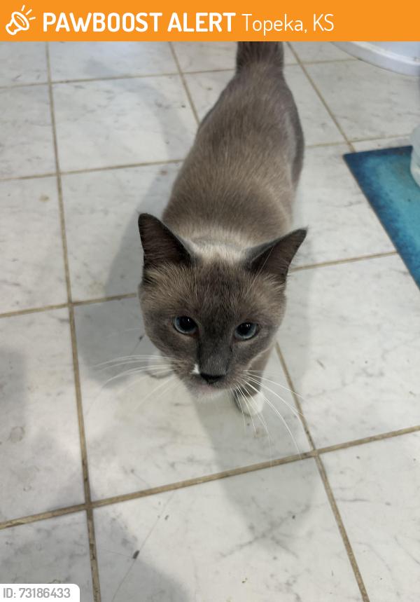 Found/Stray Male Cat last seen Hwy 42 at Dairy Queen, Topeka, KS 66612