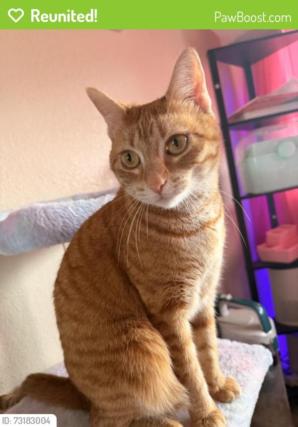 Reunited Female Cat last seen Near vista heights road, El Cerrito, CA 94530