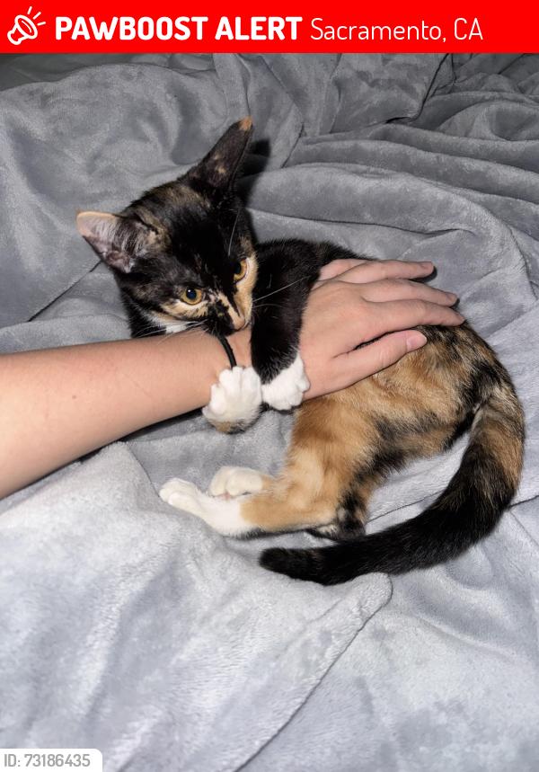Lost Female Cat last seen Folsom Blvd and Howe Ave at the Phoenix Apartmengs, Sacramento, CA 95826
