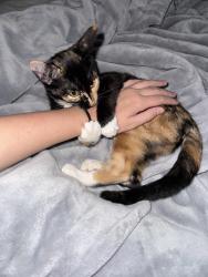 Lost Female Cat last seen Folsom Blvd and Howe Ave at the Phoenix Apartmengs, Sacramento, CA 95826