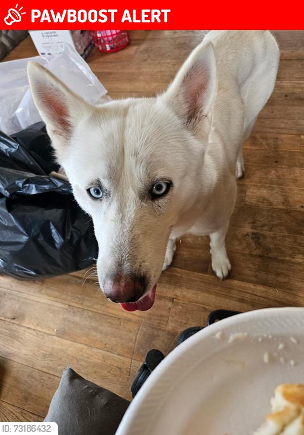 Lost Female Dog last seen Near and Highway 21 in Ellington, MO, Logan Township, MO 63638