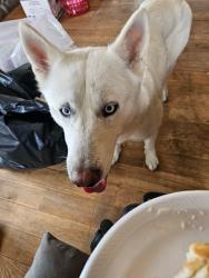 Lost Female Dog last seen Near and Highway 21 in Ellington, MO, Logan Township, MO 63638
