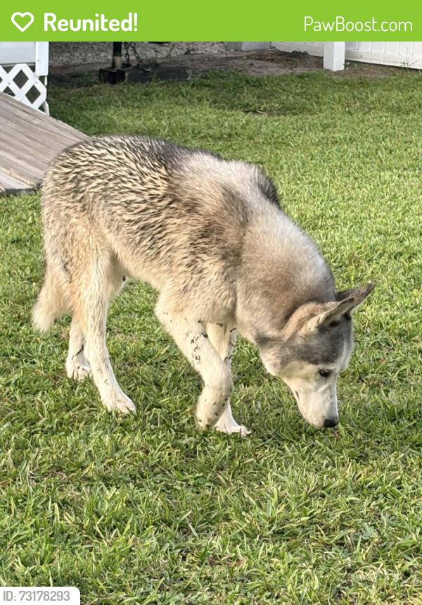 Reunited Male Dog last seen Grand and Tiffany, Port St. Lucie, FL 34952
