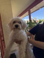 Found/Stray Female Dog last seen Dwight park, Tempe, AZ 85282