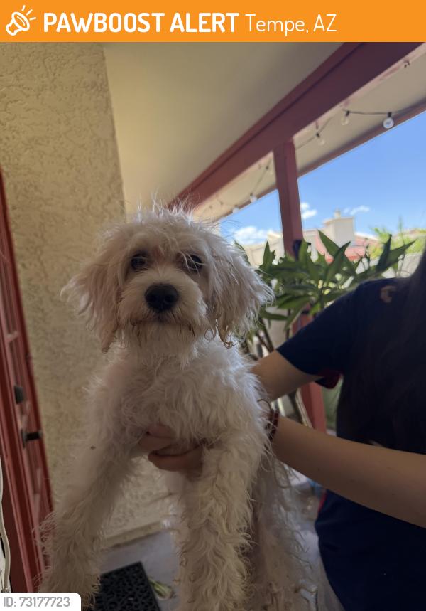 Found/Stray Female Dog last seen Dwight park, Tempe, AZ 85282