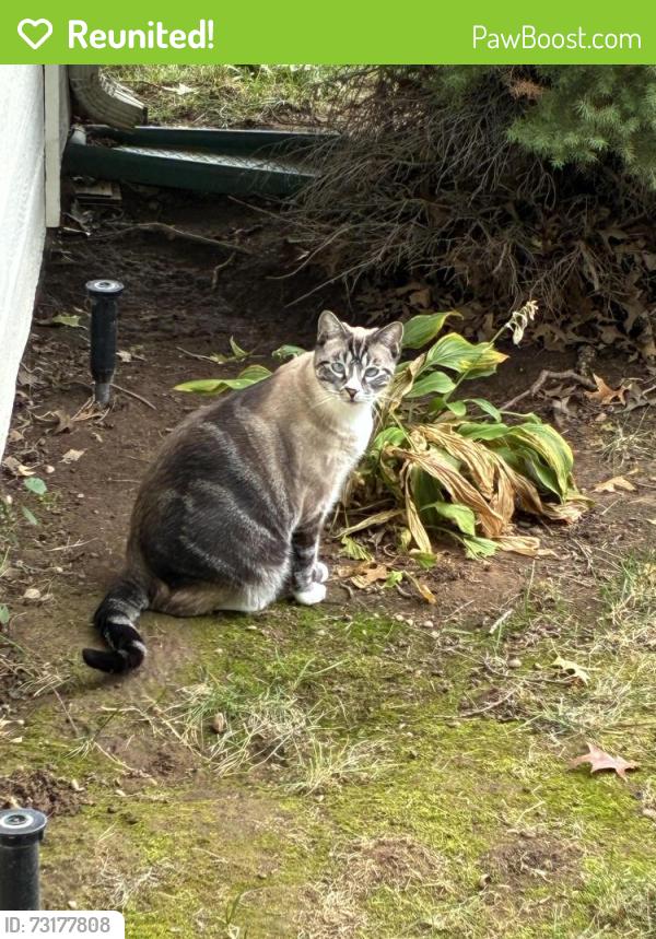 Reunited Male Cat last seen Patrina Dr. & Rawlinson, Boise, ID 83713
