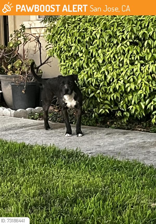 Found/Stray Male Dog last seen Rinehart drive, near some townhouses, San Jose, CA 95133