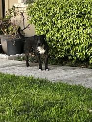 Found/Stray Male Dog last seen Rinehart drive, near some townhouses, San Jose, CA 95133