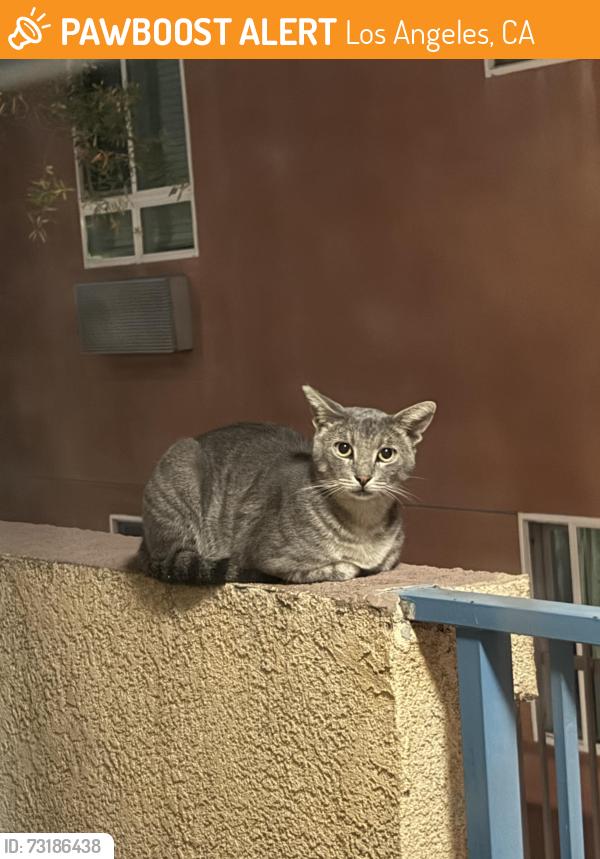 Found/Stray Male Cat last seen 3rd and lucas, Los Angeles, CA 90017