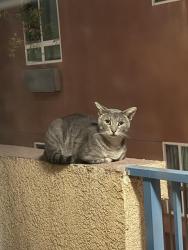 Found/Stray Male Cat last seen 3rd and lucas, Los Angeles, CA 90017