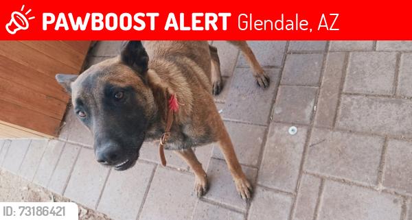 Lost Female Dog last seen Near AV and orange dr, Glendale, AZ 85303