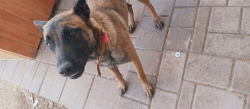 Lost Female Dog last seen Near AV and orange dr, Glendale, AZ 85303