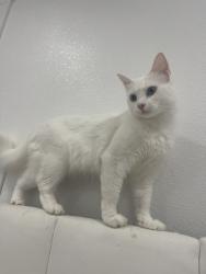 Reunited Female Cat last seen Mardie St, Hayward, CA 94544, USA, Hayward, CA 94544
