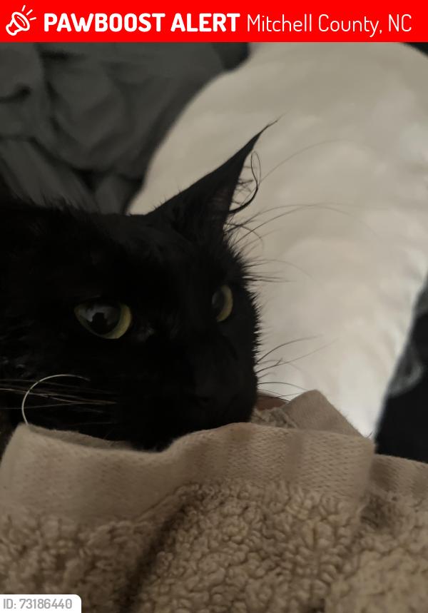Lost Male Cat last seen Going st carvers gap from roan high knob, Mitchell County, NC 28705