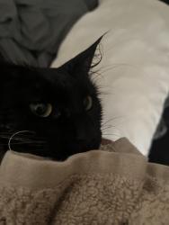 Lost Male Cat last seen Going st carvers gap from roan high knob, Mitchell County, NC 28705