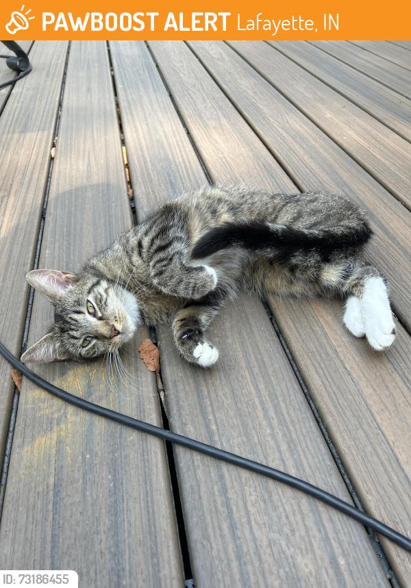 Found/Stray Unknown Cat last seen Cromwell Ct, Lafayette, IN 47909, Lafayette, IN 47909