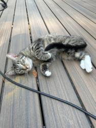 Found/Stray Unknown Cat last seen Cromwell Ct, Lafayette, IN 47909, Lafayette, IN 47909