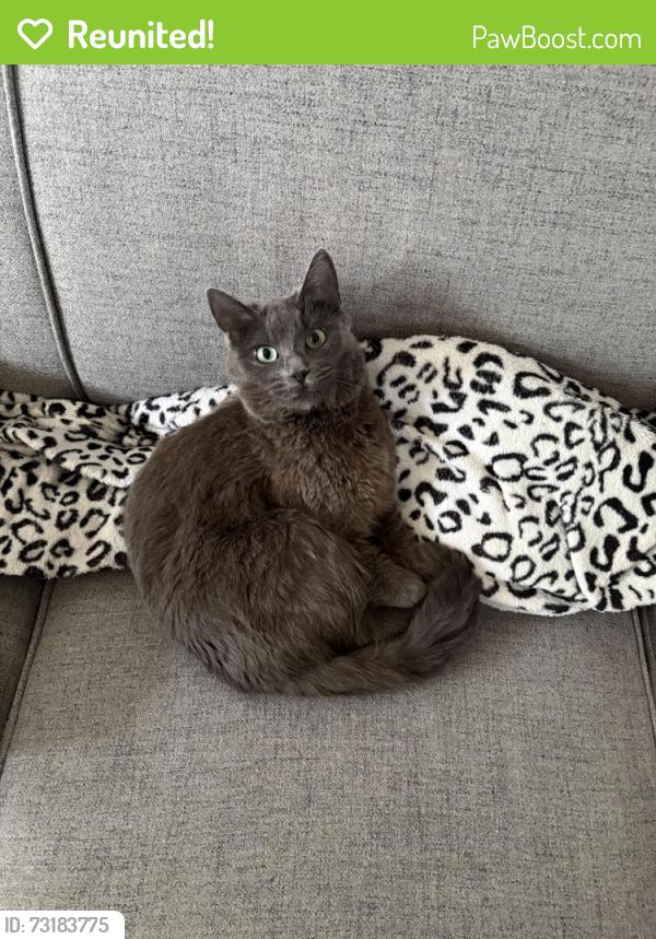 Reunited Female Cat last seen Santa Rosa Avenure, Santa Rosa, CA 95407