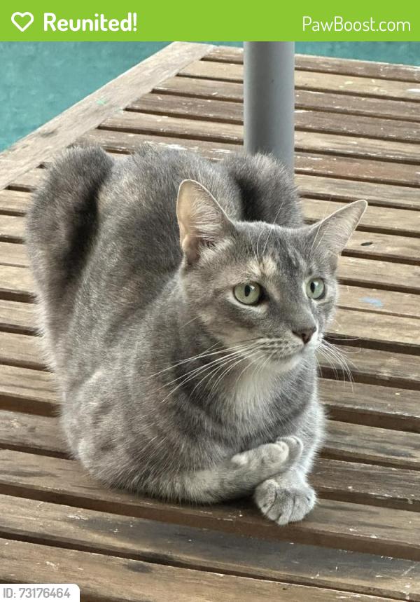 Reunited Female Cat last seen E Grant St and Osceola, Orlando, FL 32806