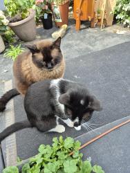Reunited Male Cat last seen Color buff, Brantford, ON N3S 5S2