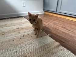 Found/Stray Female Cat last seen 2nd street, Lexington, KY 40507