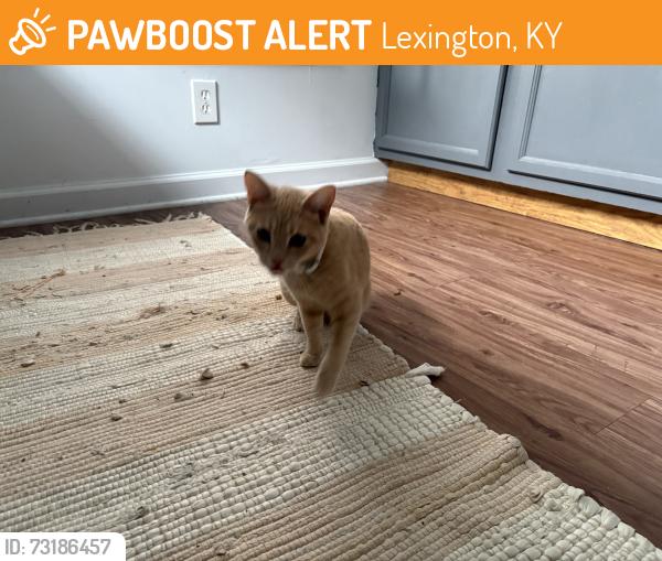 Found/Stray Female Cat last seen 2nd street, Lexington, KY 40507