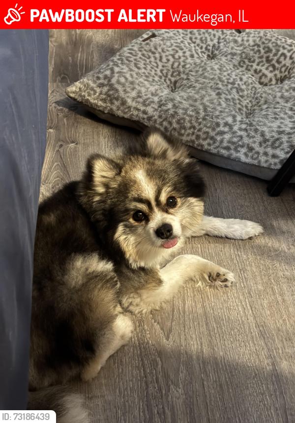 Lost Male Dog last seen McKay st. Across from Bonnie Brook golf course entrance., Waukegan, IL 60087