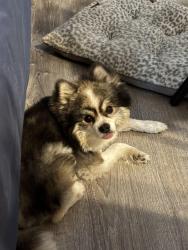 Lost Male Dog last seen McKay st. Across from Bonnie Brook golf course entrance., Waukegan, IL 60087
