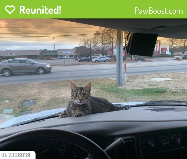 Reunited Male Cat last seen Huntington Place, Florence, SC 29505