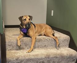 Lost Female Dog last seen Canine Cabin Boarding, Clear Lake, MN 55319
