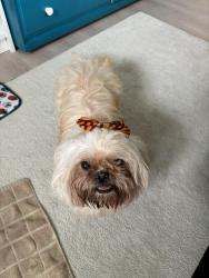 Reunited Female Dog last seen Unity park, Greenville, SC 29611