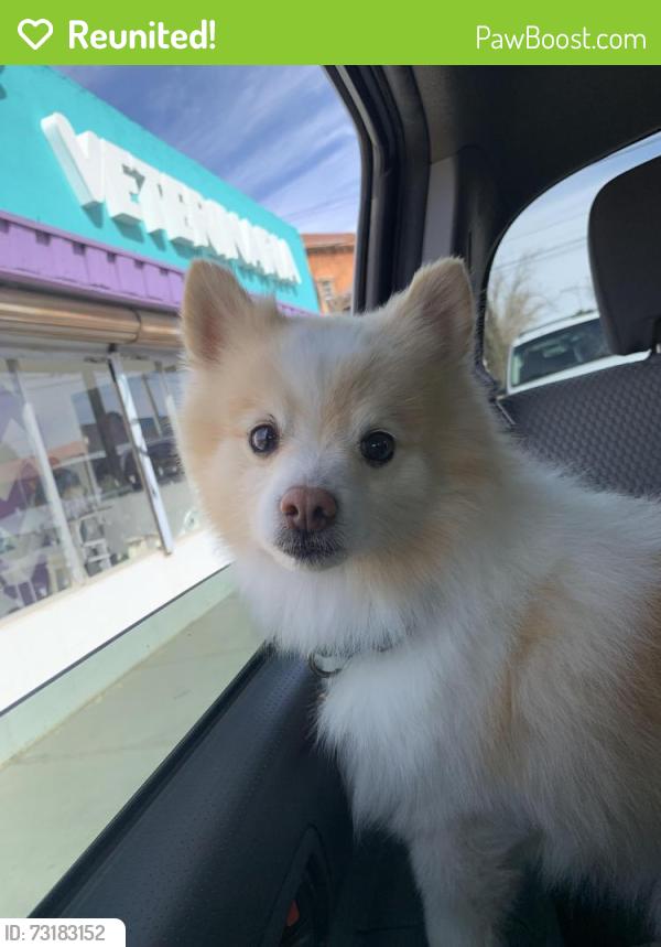 Reunited Male Dog last seen Fawn Dr, Homestead Meadows South, TX 79938, USA, Homestead Meadows South, TX 79938