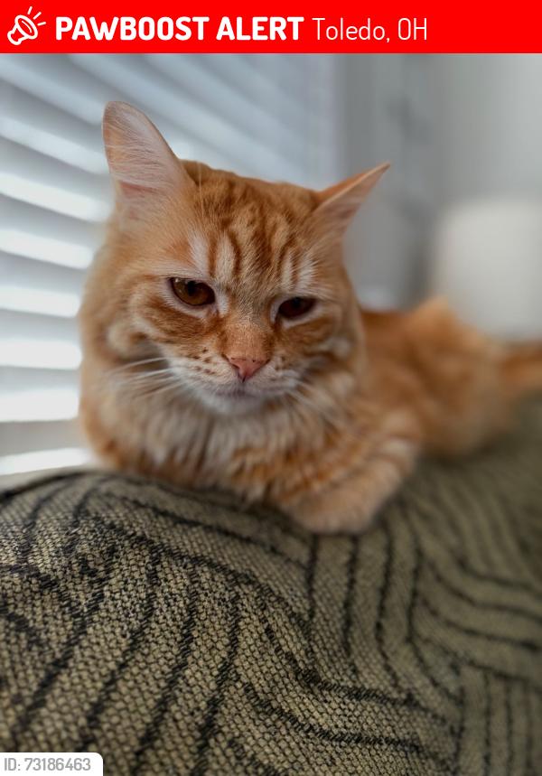 Lost Male Cat last seen Lewis and laskey, Toledo, OH 43612