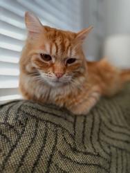 Lost Male Cat last seen Lewis and laskey, Toledo, OH 43612