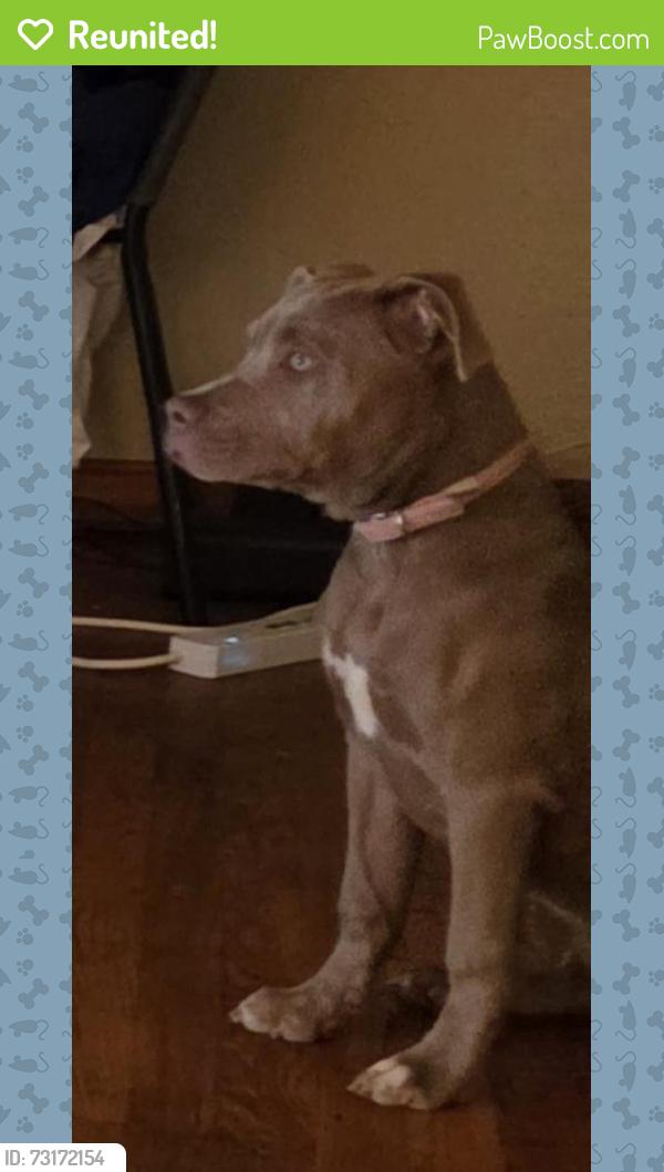 Reunited Female Dog last seen Bell Vista and Price, Youngstown, OH 44509