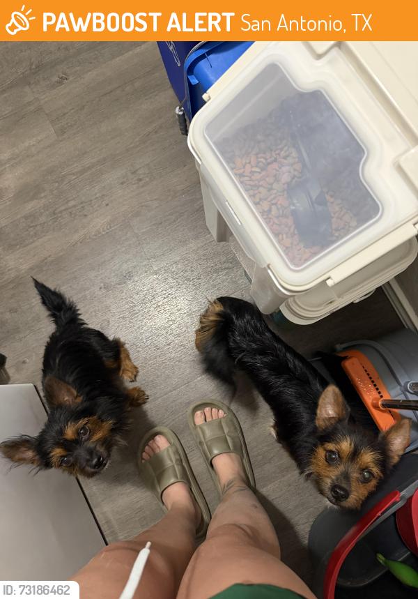 Found/Stray Male Dog last seen Somerset Trails neighborhood on the South Side of San Antonio, near Somerset Rd and I-35, San Antonio, TX 78211