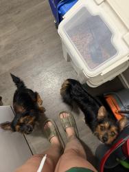 Found/Stray Male Dog last seen Somerset Trails neighborhood on the South Side of San Antonio, near Somerset Rd and I-35, San Antonio, TX 78211