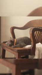 Reunited Male Cat last seen Near the rec center - he bolted to the woods, Montclair, VA 22025