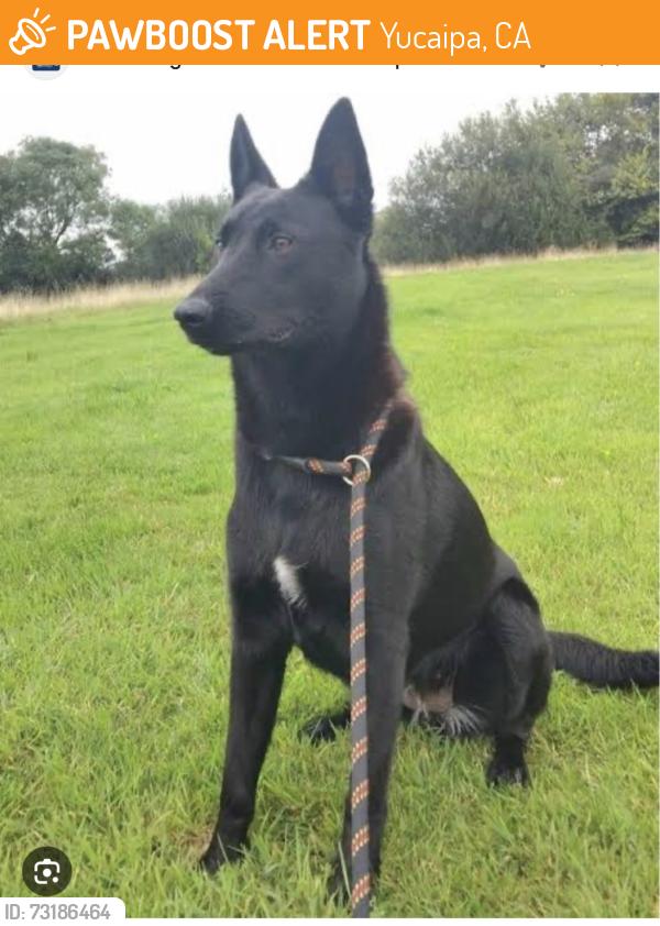 Found/Stray Unknown Dog last seen Soccer complex trail . The picture is inaccurate I took it off the internet looked similar to that, Yucaipa, CA 92399
