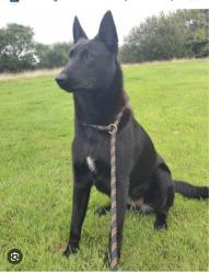 Found/Stray Unknown Dog last seen Soccer complex trail . The picture is inaccurate I took it off the internet looked similar to that, Yucaipa, CA 92399