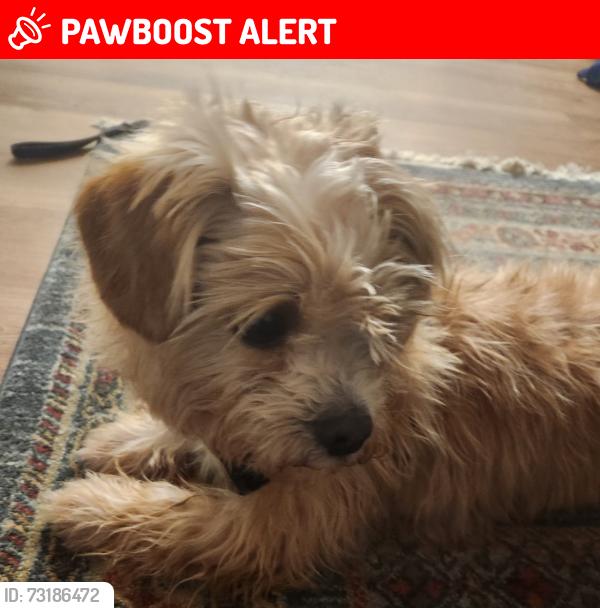 Lost Female Dog last seen Nine mile rd, Highland Springs, VA 23075