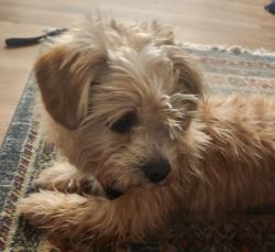 Lost Female Dog last seen Nine mile rd, Highland Springs, VA 23075