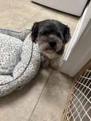 Found/Stray Male Dog last seen Pembrook, Lockhart, FL 32810