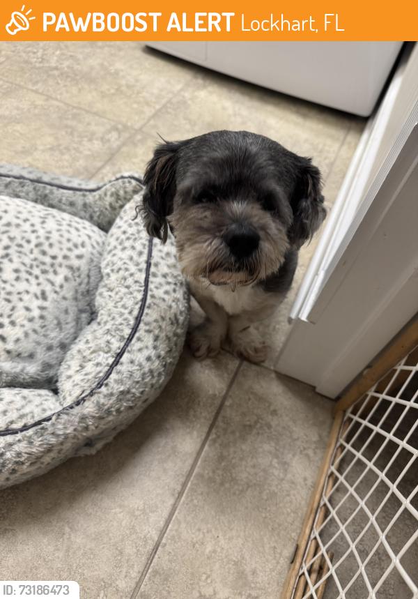 Found/Stray Male Dog last seen Pembrook, Lockhart, FL 32810