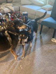 Reunited Male Dog last seen Garrett Woods community off route 273 Newark, New Castle, DE 19720