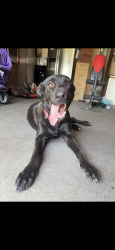 Lost Female Dog last seen Carson & Martindsle rd, Houston, TX 77048
