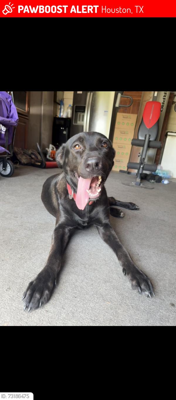 Lost Female Dog last seen Carson & Martindsle rd, Houston, TX 77048