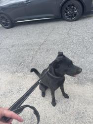 Reunited Male Dog last seen Regency Oaks Dr & Burton Ave Summerville Sc, Summerville, SC 29485