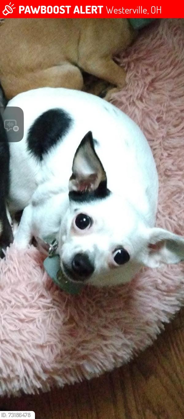 Lost Female Dog last seen Near Falco Dr, Westerville, OH 43081