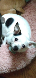 Lost Female Dog last seen Near Falco Dr, Westerville, OH 43081